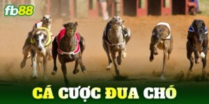 ca cuoc dua cho