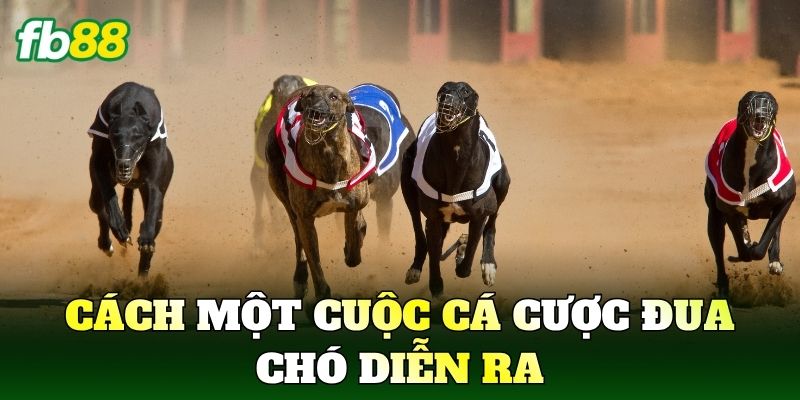 Cá Cược Đua Chó Và Góc Nhìn Thể Thao Hiện Đại 2 Cách một cuộc Cá Cược Đua Chó diễn ra