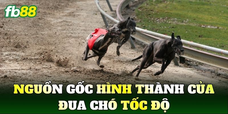 Cá Cược Đua Chó Và Góc Nhìn Thể Thao Hiện Đại 1 Nguồn gốc hình thành của đua chó tốc độ