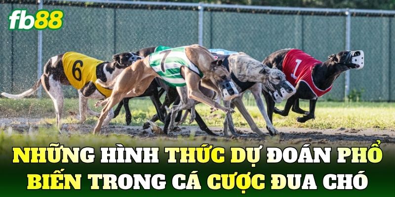 Cá Cược Đua Chó Và Góc Nhìn Thể Thao Hiện Đại 3 Những hình thức dự đoán phổ biến trong cá cược đua chó